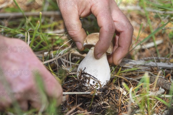 Hand is ripping off a Mushroom boletus. Mushroom collecting Season. Porcini Mushrooms. Mushroom picking in the forest