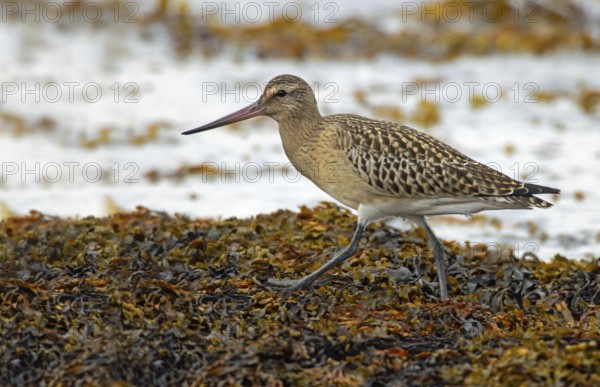Bar-tailed godwit