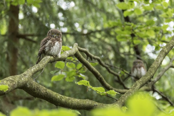 Pygmy owl, Glaucidium passerinum, Eurasian pygmy owl