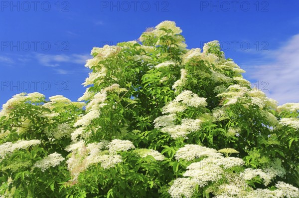 Elder flower 36