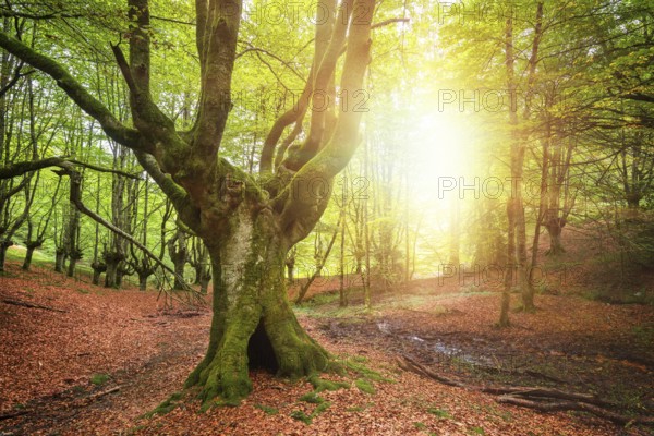Idyllic sunset in forest landscape with mossy beech trees and rays of light