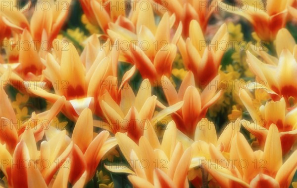 Tulips 'Corona' (Tulips kaufmanniana)