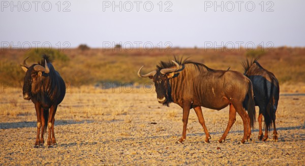 Blue wildebeests (Connochaetes taurinus) in morning light, Central Kalahari, Botswana, Botswana, Africa
