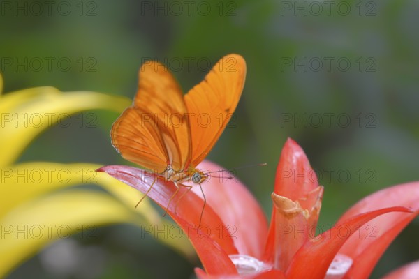 Julia Butterfly (Dryas iulia) sitting on a bromeliad, Occurrence America
