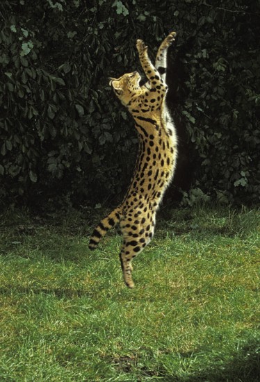 Serval (leptailurus serval), adult HUNTING ON hind legs