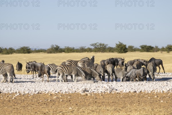 Zebras (Equus quagga) and blue wildebeests (Connochaetes taurinus) at the waterhole, Etosha National Park, Kunene Region, Namibia, Africa