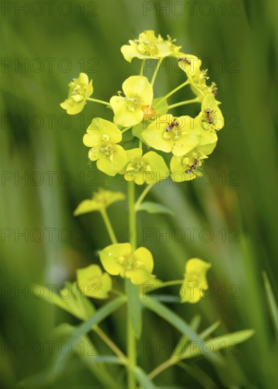 A yellow (Euphorbia) in the meadow under the warm spring sun