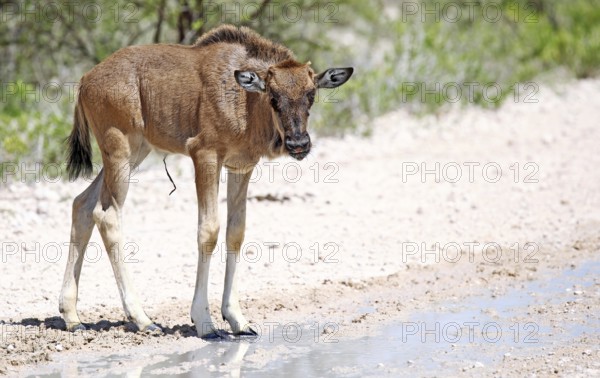 Very young wildebeest, Etosha, Namibia, very young wildebeest, Etosha, Namibia, Africa
