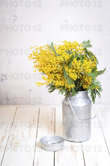 Mimosa flowers in a vintage metal milk can on the rustic white wooden background. Shabby chic style decoration with flowers. Selective focus