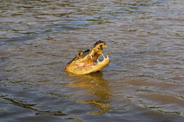 Spectacled Caiman (caiman crocodilus), Adult with Open Mouth, Los Lianos in Venezuela