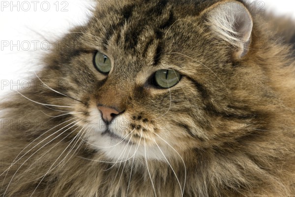 Angora Domestic Cat, Portrait of Male