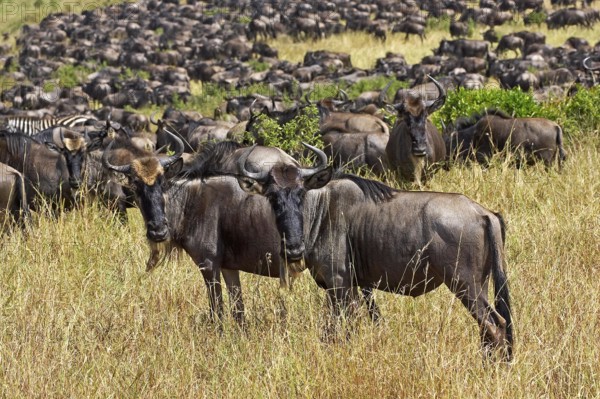 Blue Wildebeest (connochaetes taurinus), Herd Migrating, Masai Mara Park in Kenya
