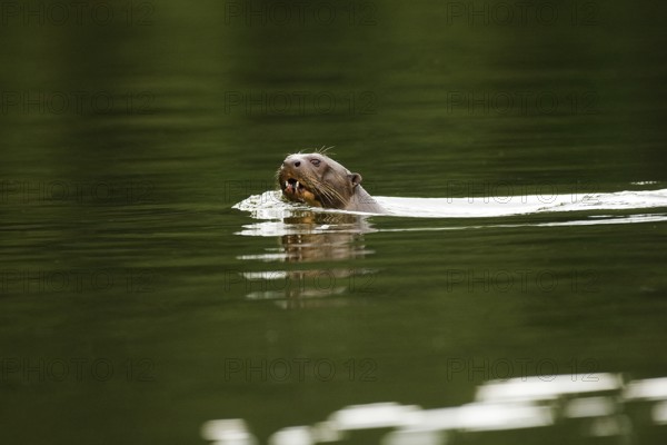 Giant otter (pteronura brasiliensis), adult in the Madre de Dios River, Manu Parc in Peru