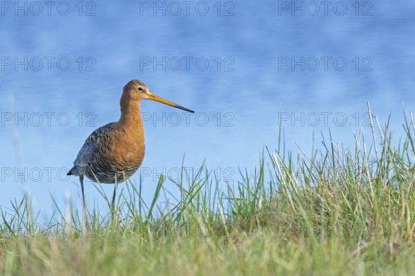 Black-tailed Godwit (Limosa limosa) in breeding plumage, Black-tailed Godwit in breeding plumage