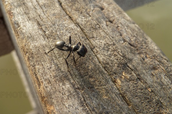Small Black ant sitting on a wodden handrail, Pantanal, Brazil, South America
