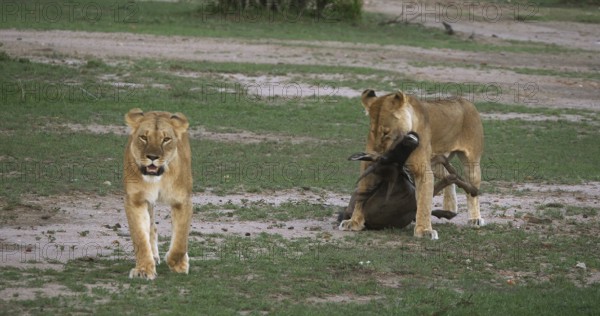 African Lion (panthera leo), Females with a Kill, a Wildebest, Masai Mara Park in Kenya
