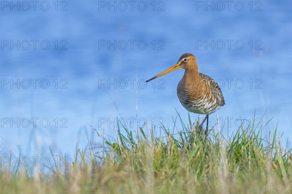 Black-tailed Godwit (Limosa limosa) in breeding plumage, Black-tailed Godwit in breeding plumage