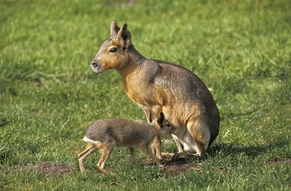 Mara (dolichotis patagonum), Female with Young suckling