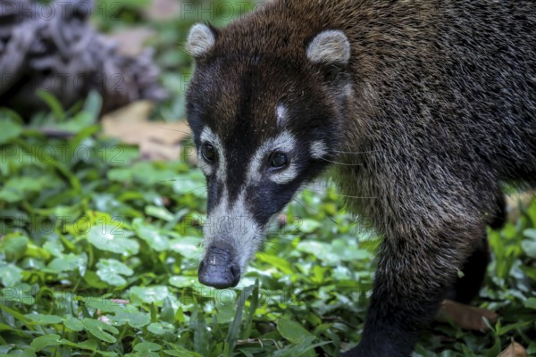 White nosed coati in Costa Rica