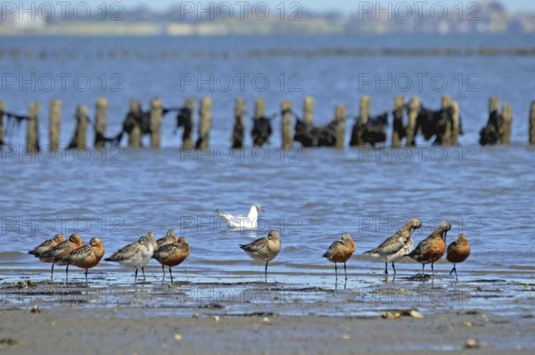 Bar-tailed Godwits in the Wadden Sea National Park