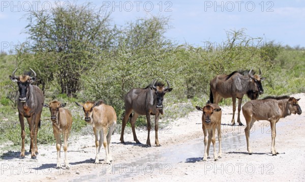 Gnu-Familie, Etosha, Namibia, family of wildebeests, Etosha, Namibia, Africa