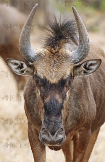 Streifengnu im Kruger NP, S