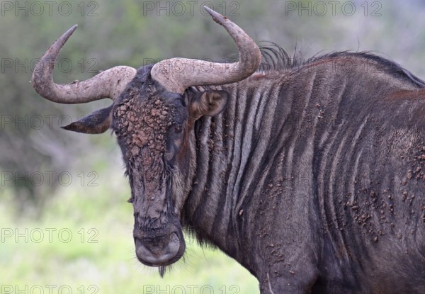 Blue wildebeest (Connochaetes taurinus), S