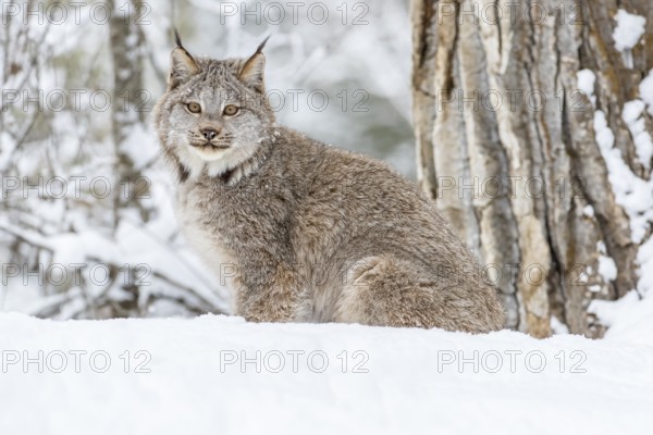 A bobcat hunts for prey in a snowy forest habitat