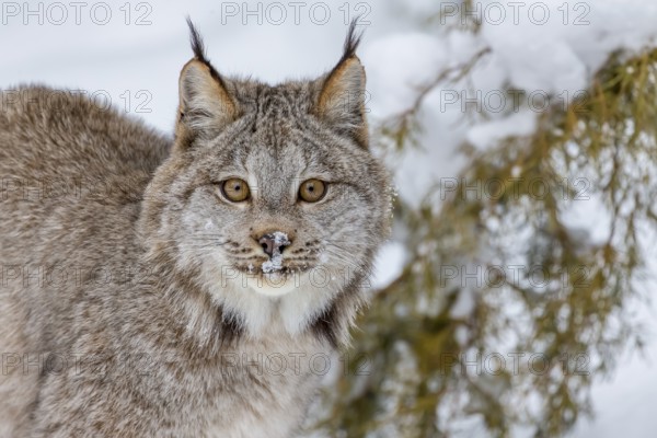 A bobcat hunts for prey in a snowy forest habitat