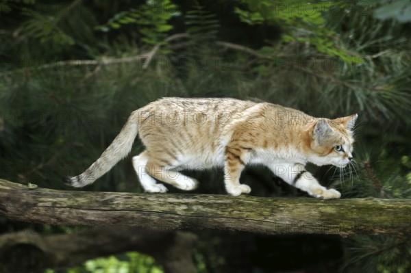 Sand cat (felis margarita), female walking on branch