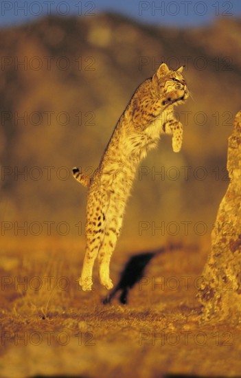 BOBCAT (lynx rufus), ADULT LEAPING ON ROCK, CANADA