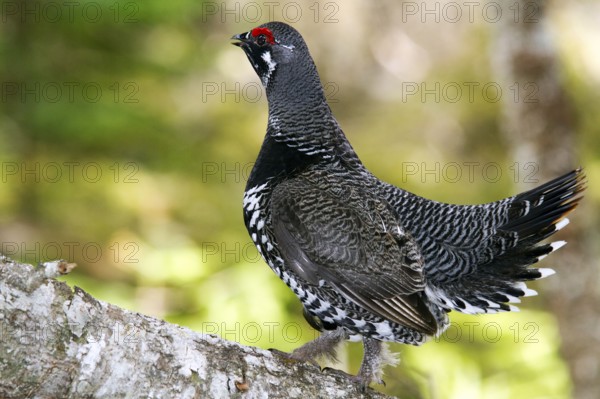Spruce Grouse, male, Gaspesie National Park, Quebec (Dendragopus Canada Grouse (Falcipennis canadensis), Canada, North America