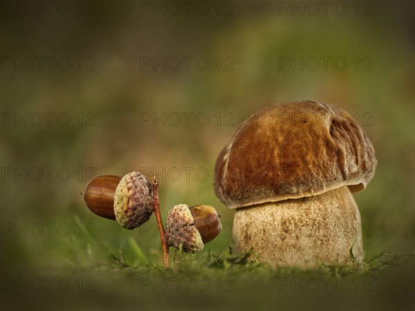 King bolete (Boletus edulis), with acorns on mossy ground, Rhineland-Palatinate, Germany, Europe