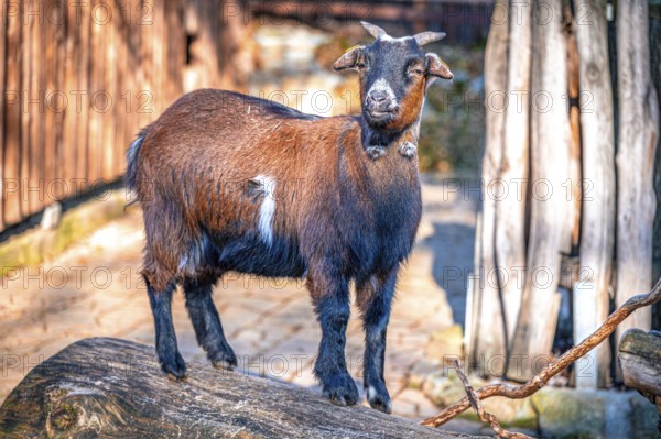 Goat, domestic goat (Capra aegagrus hircus) in its enclosure in the sunshine, Eisenberg, Thuringia, Germany, Europe