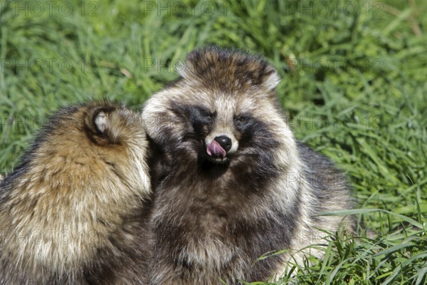 Tanuki