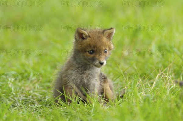 Fox cub, Vulpes vulpes, Germany, Europe