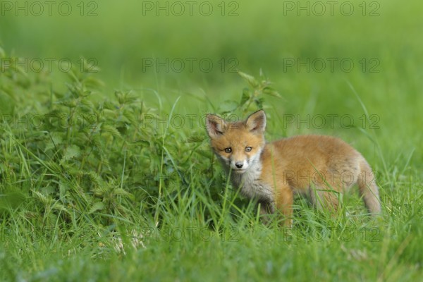 Fox cub, Vulpes vulpes, Germany, Europe