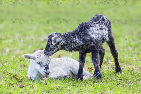 Two newborn black and white lambs together in green pasture during spring season