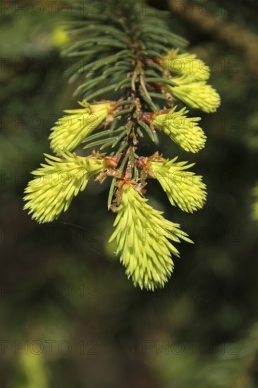 Fresh needles of a spruce