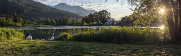 Sunset at the lake, mute swans (Cygnus olor), panoramic photo, Gaishorner See, Gaishorn am See, Paltental, Styria, Austria, Europe