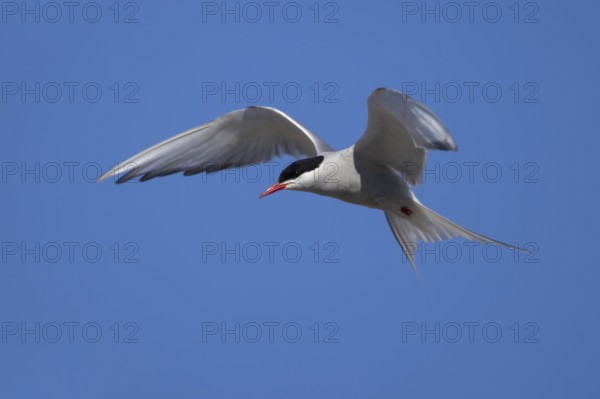 Arctic tern