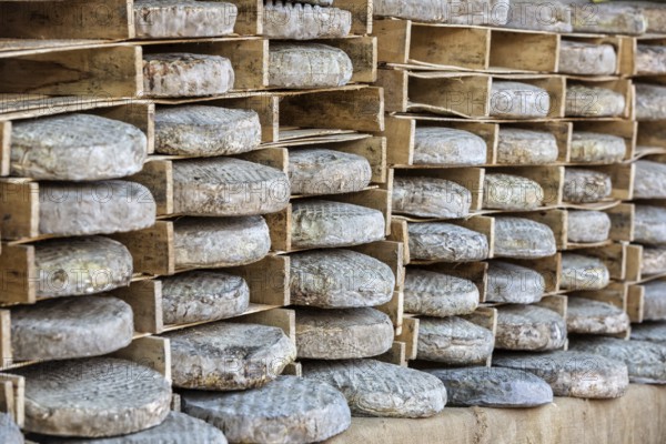 Whole cheeses at a market in France