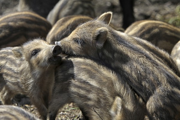 Wild boar Fresh boar