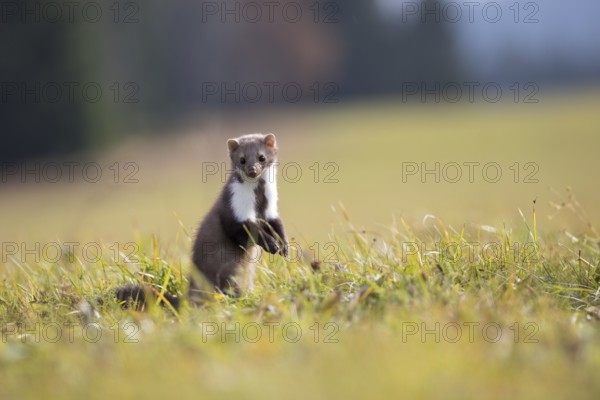 Stone marten, Martes foina, stone marten