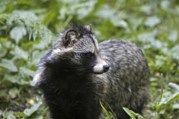 Tanuki