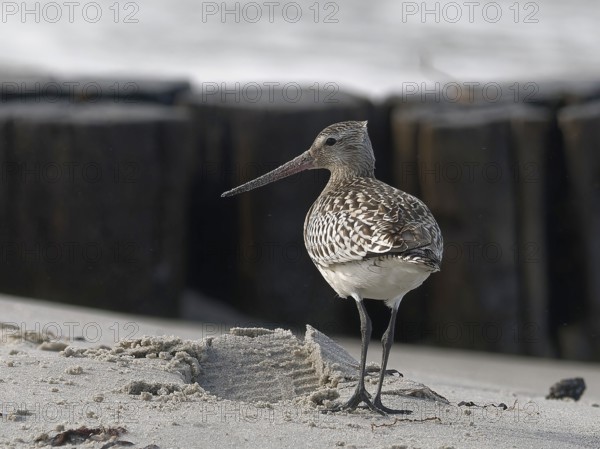 A snipe standing in the sand on the beach with a visible breakwater in the background, bar-tailed godwit (Limosa lapponica)
