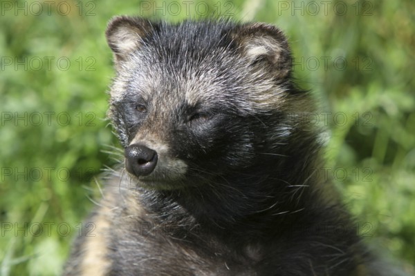 Tanuki
