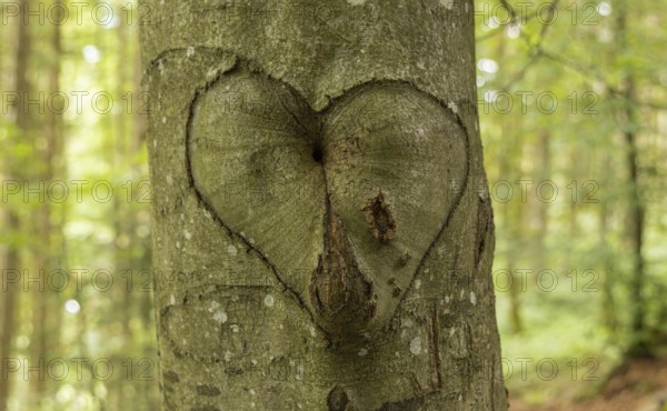 Heart, Beech, Memory, Symbol