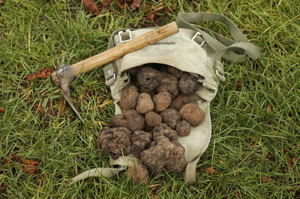 Black truffle (tuber melanosporum), Perigord truffle, Perigord truffle, Perigord truffle, Black truffle, Black truffle, Mushrooms, Perigord truffle, Drome in the South east of France