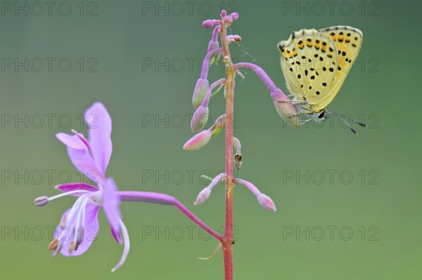 Common blue butterfly (Polyommatus icarus) on willowherb, lateral, Lower Saxony, Germany, Europe
